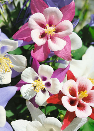 Columbine Seeds - McKana Giant Mix