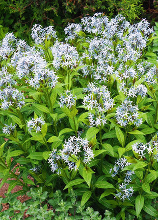 Licorice - A star representative of low-maintenance plants