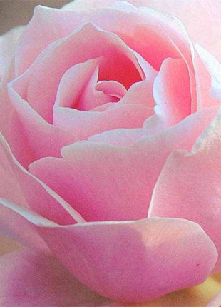 Beautiful Mini Rose Seeds, 100pcs/pack