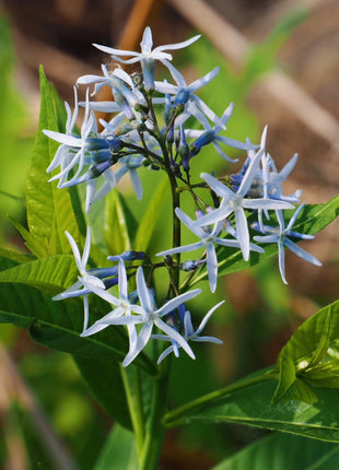 Licorice - A star representative of low-maintenance plants