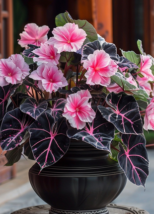 Begonia And Alocasia Mix 🌸🌿
