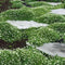 Grass