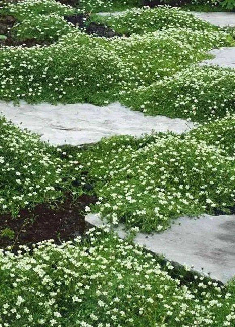 🌳Irish Moss Pearl Grass Seeds for Garden Yard Lawn