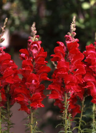 Garden Snapdragon Seeds