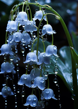 Blue lily of the valley-Symbol of gratitude and everlasting love