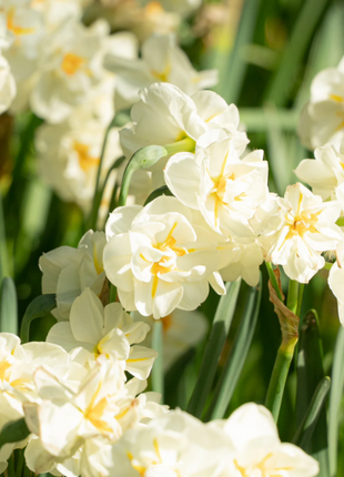 🌺White Purity - Third Generation Daffodils