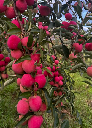 Xantolis Stenosepala Mini Apple Seeds