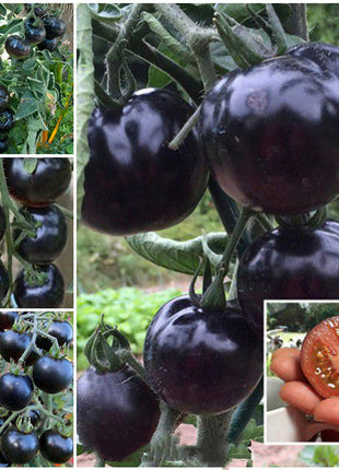 50/100 Organic Indigo Rose Tomato Seeds, Heirloom, Non-GMO, Solanum Lycopersicum