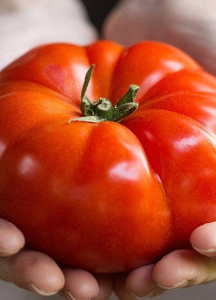Giant Delicious Tomato / Up to 2kg (20 Seeds a Pack)