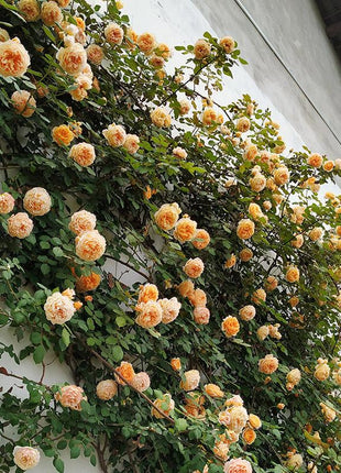 Orange Climbing Rose Seeds