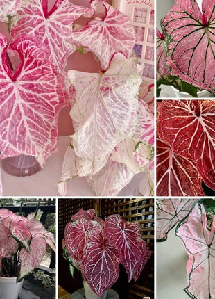 Caladium Peppermint