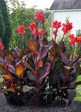 Canna Lily flower seeds, perennial, beautiful bonsai plant