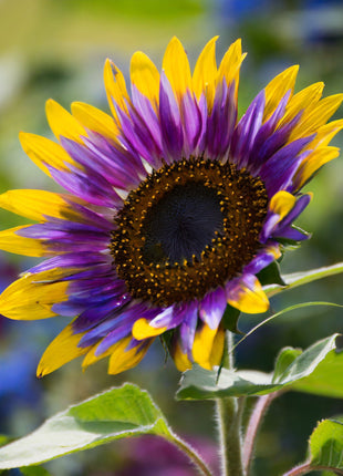 Purple Heart Sunflower Seeds