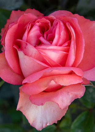 Hybrid Tea Rose
