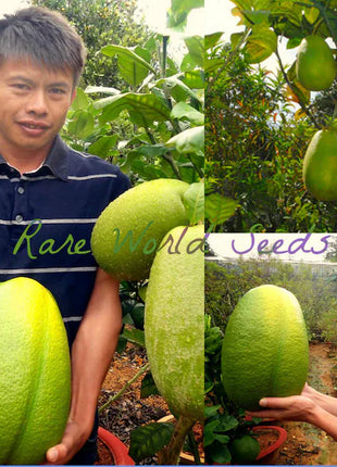 Amazingly HUGE Sweet Citrus RARE Seeds