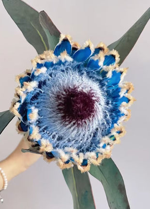 South African Princess Flower Seeds