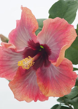 Mixed Giant Ombre Hibiscus Exotic Coral Flowers Seeds