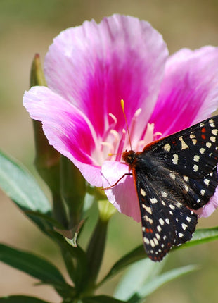 Clarkia amoena, Farewell-to-Spring