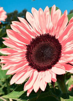 Pink Sunflower Seeds-High Germination Rate Wonderful Choice for Garden