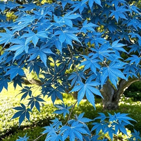 10 Pcs Blue Maple Tree Seeds – Rare Ornamental Shade Tree with Unique Cool-Toned Foliage, Easy to Grow, Perfect for Gardens, Yards & Stunning Landscape Displays