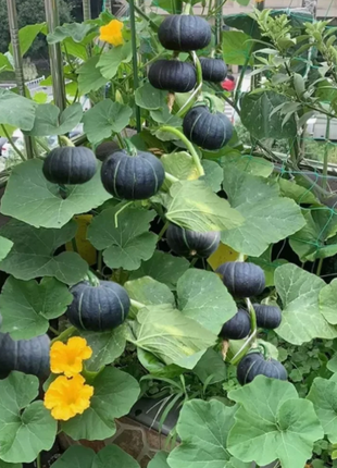 🎃Kabocha Pumpkin Seeds