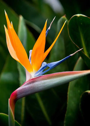 Bird of Paradise: Plant Care & Growing Guide