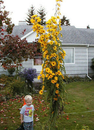Giant Maximillian Sunflower Seeds - Perennial Sunflower