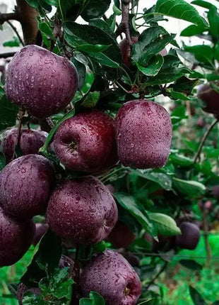 Rare Black Diamond Apple Seeds