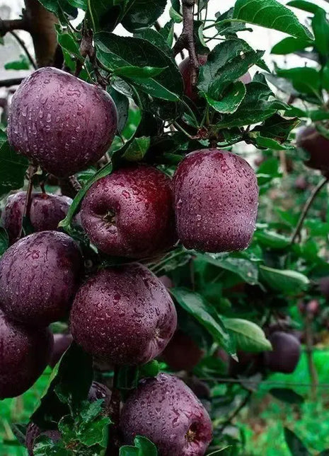 Rare Black Diamond Apple Seeds