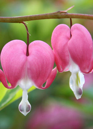 Dicentra formosa 'King of Hearts'