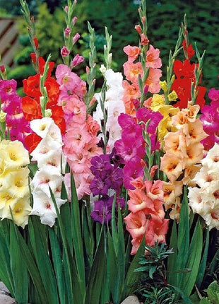 Gladiolus Flower