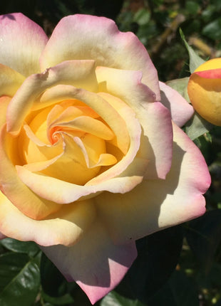 Peaceful Roses - The Messenger of Peace