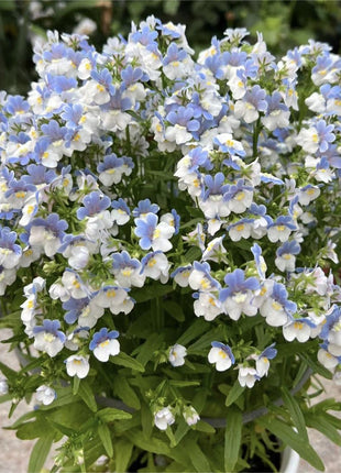 Nemesia Strumosa Benth