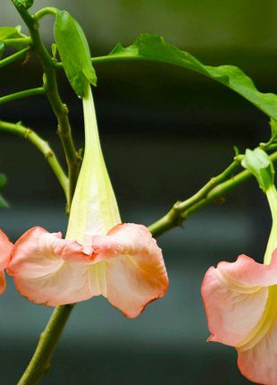 50pcs/Bag Datura Brugmansia Seeds Potted Bonsai Trumpets Angel Flower Seeds