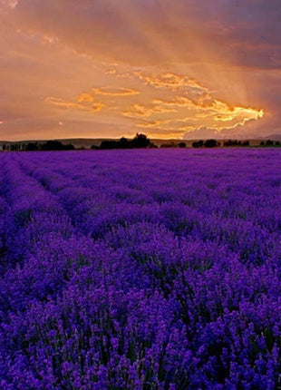 200Pcs Provence Lavender Seeds Fragrant Organic Flower Seeds Home Garden Bonsai Plant