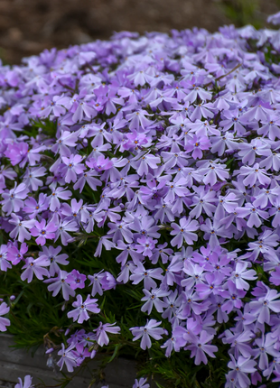 💐Vibrant Tapestry of Color ✨Creeping Phlox Seeds, Shibazakura Seeds