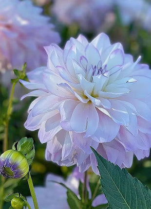 Mixture Dahlia Seeds