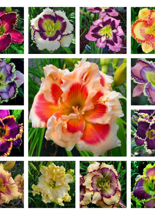 Daylily Hybrid Flowers Seeds, Hemerocallis Hybrid, 20pcs/pack