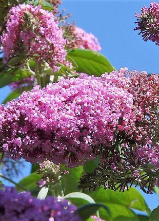 MIXED Colors BUTTERFLY BUSH Buddleia Davidii Flower Shrub Seeds