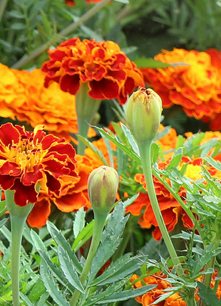 French Marigold Seeds - mixed colors - a great companion for the vegetable garden