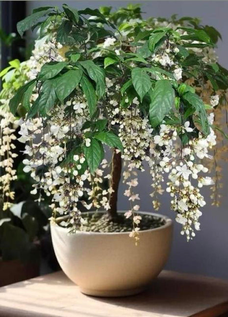 100pcs Hanging Jasmine seeds Four Seasons Blooming Indoor Balcony Bonsai Strong Fragrance Hanging Branch Jasmine Lazy Blooming