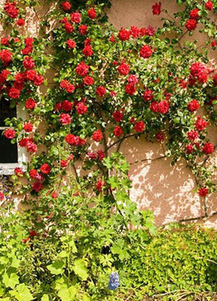 Alitissimo Climbing Rose Seeds