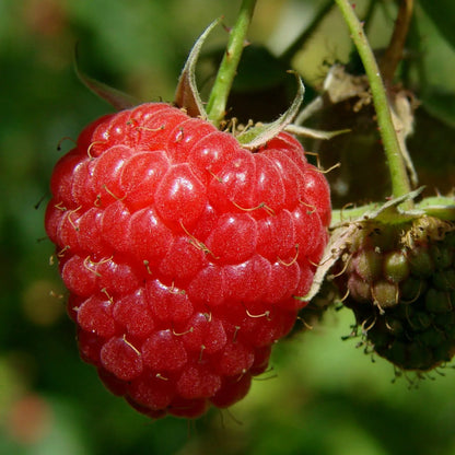 Giant Raspberry Seeds -92% Germination🌱