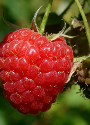 Raspberry Seeds