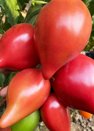 Mango Honey Tomato Seeds