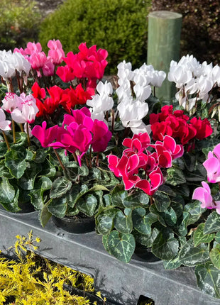Cyclamen Flower Seeds