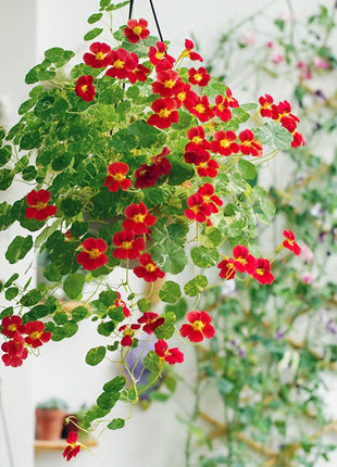 Nasturtium Seeds (Tall) - Mixed Colors