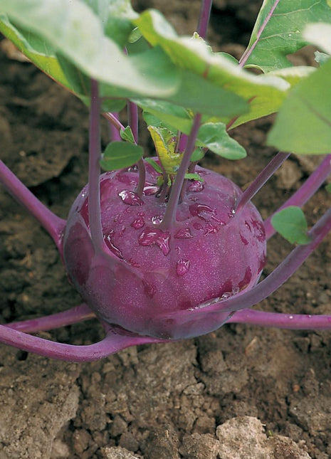 Kohlrabi Kolibri