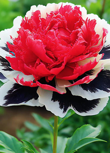 Rare Multicolored Peonies Seeds