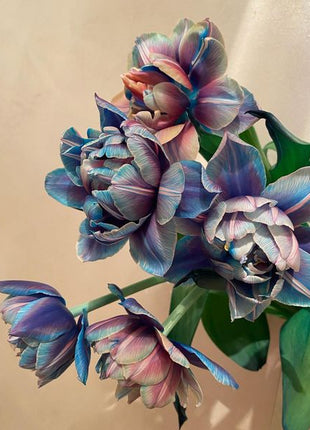 Tulipany Double Bubble